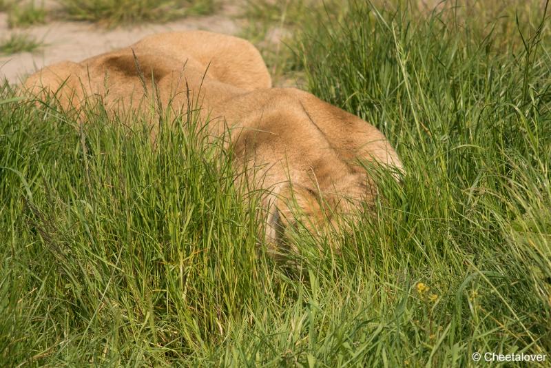 Safaripark Beekse Bergen2.JPG - Safaripark Beekse Bergen2